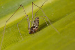 Image of cyatholipid spiders