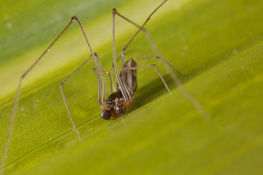 Image of cyatholipid spiders