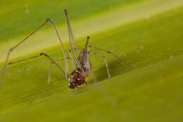 Image of cyatholipid spiders