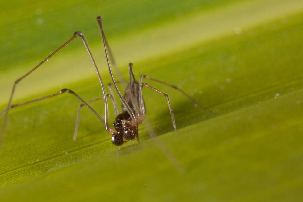 Image of cyatholipid spiders