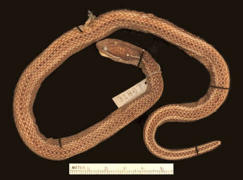 Image of Andresen's Snake