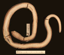 Image of Andresen's Snake
