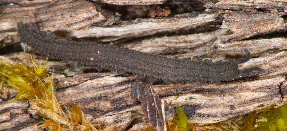 Image of Kumbadjena toolbrunupensis Sato, Buckman-Young, Harvey & Giribet 2018