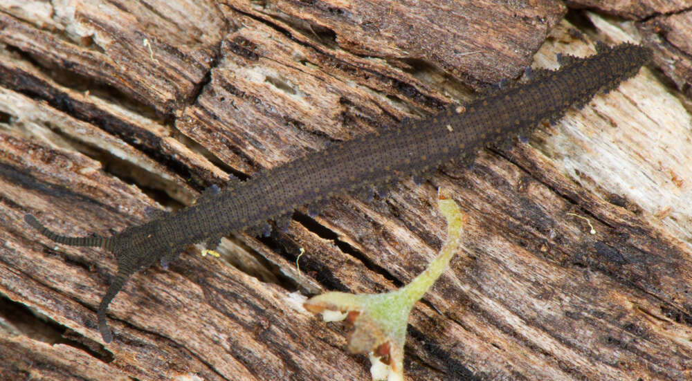 Image of Kumbadjena toolbrunupensis Sato, Buckman-Young, Harvey & Giribet 2018