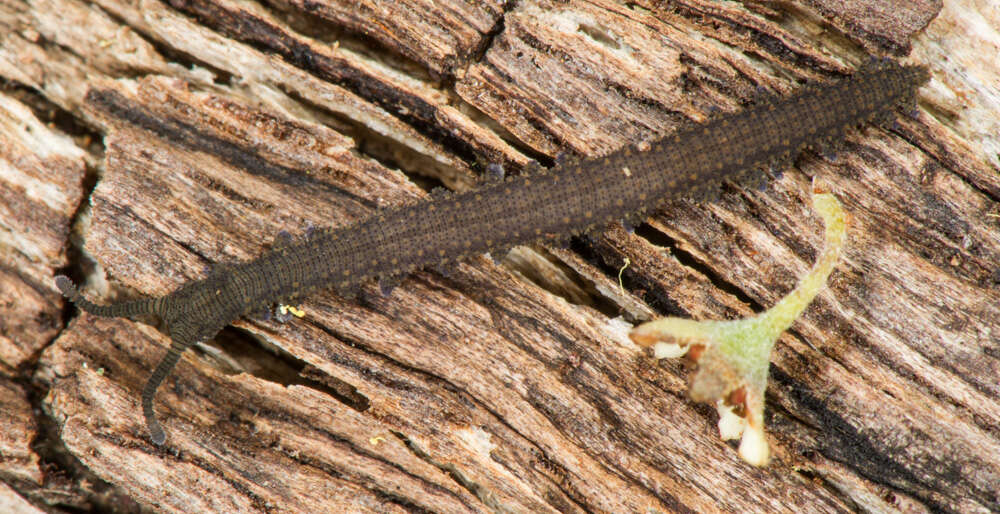 Image of Kumbadjena toolbrunupensis Sato, Buckman-Young, Harvey & Giribet 2018