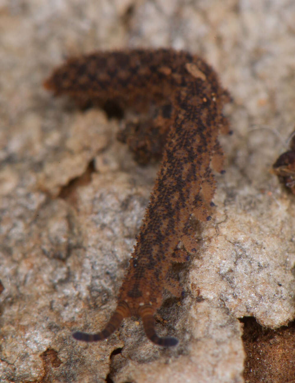 Image of Kumbadjena shannonensis Reid 2002