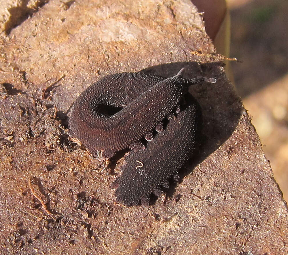 Image of velvet worms