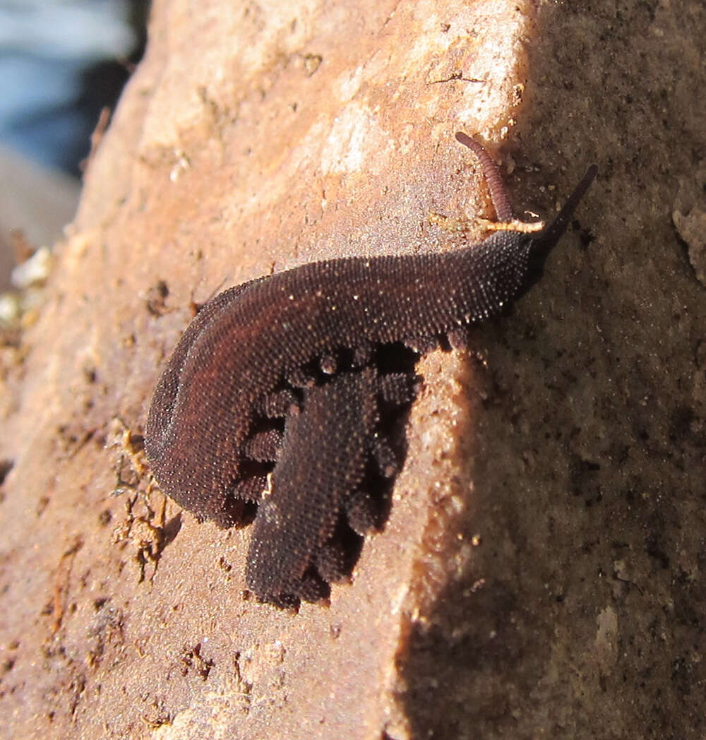 Image of velvet worms