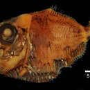 Image of Round hatchetfish