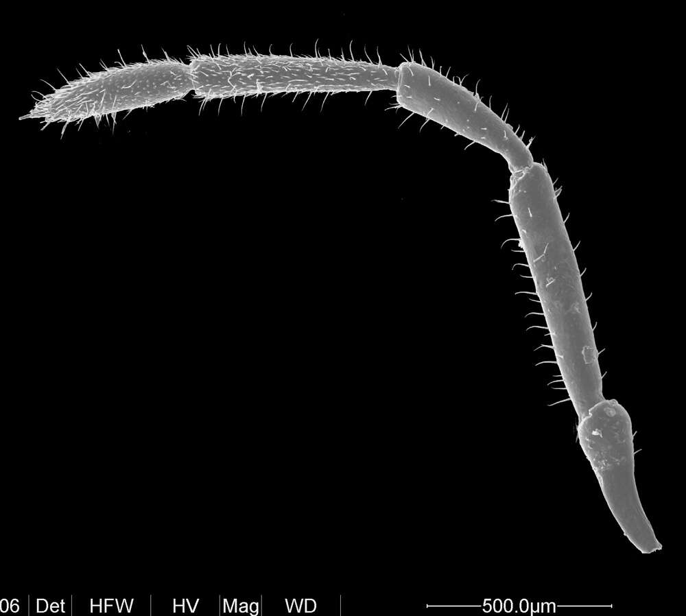 Image of <i>Huitaca boyacaensis</i>