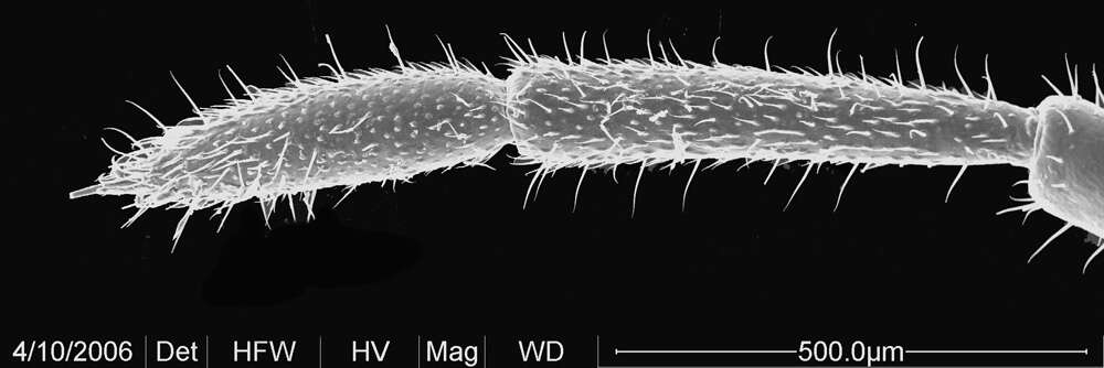 Image of <i>Huitaca boyacaensis</i>