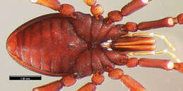 Image of <i>Huitaca boyacaensis</i>