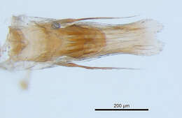 <i>Brasiliogovea microphaga</i> resmi