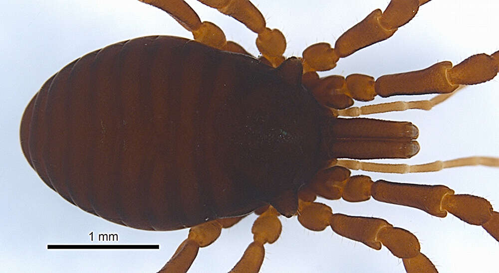 <i>Brasiliogovea microphaga</i> resmi