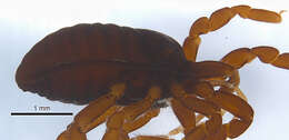 <i>Brasiliogovea microphaga</i> resmi