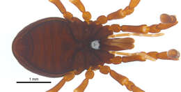 <i>Brasiliogovea microphaga</i> resmi