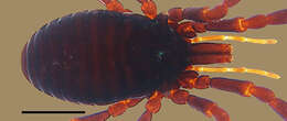 <i>Brasiliogovea microphaga</i> resmi