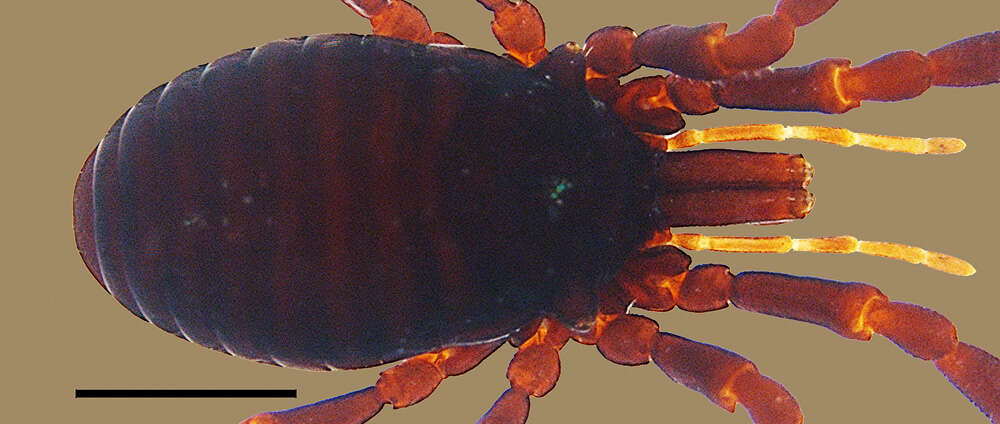 <i>Brasiliogovea microphaga</i> resmi