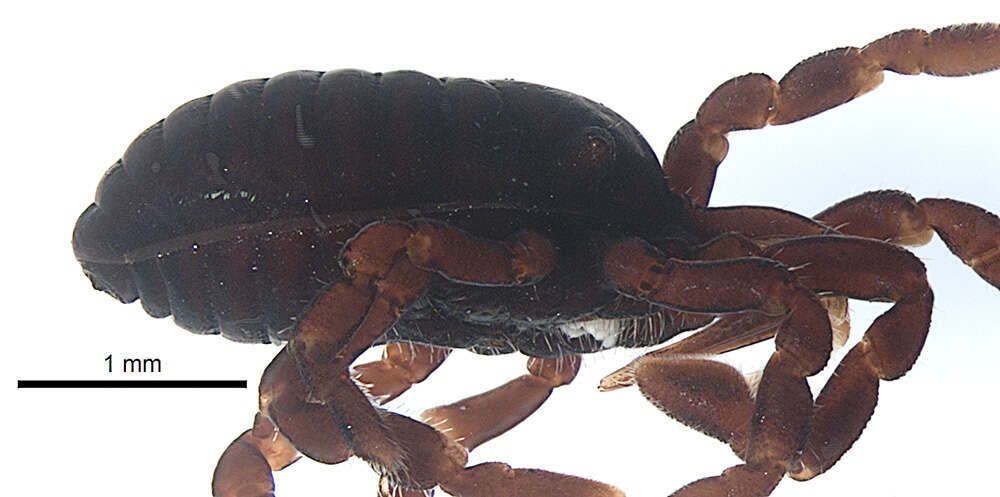 <i>Brasiliogovea microphaga</i> resmi