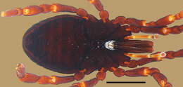 <i>Brasiliogovea microphaga</i> resmi