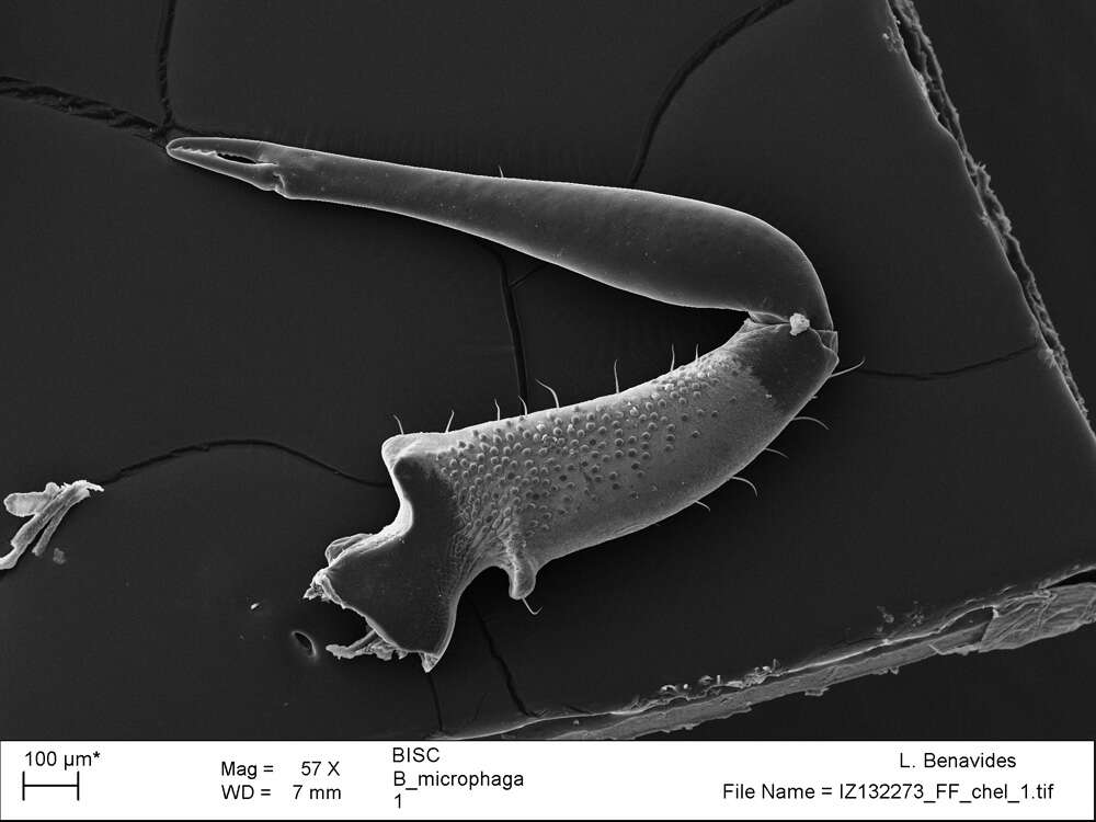 <i>Brasiliogovea microphaga</i> resmi