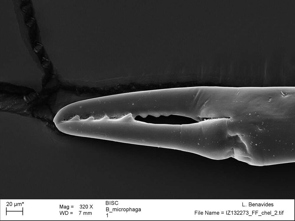 <i>Brasiliogovea microphaga</i> resmi