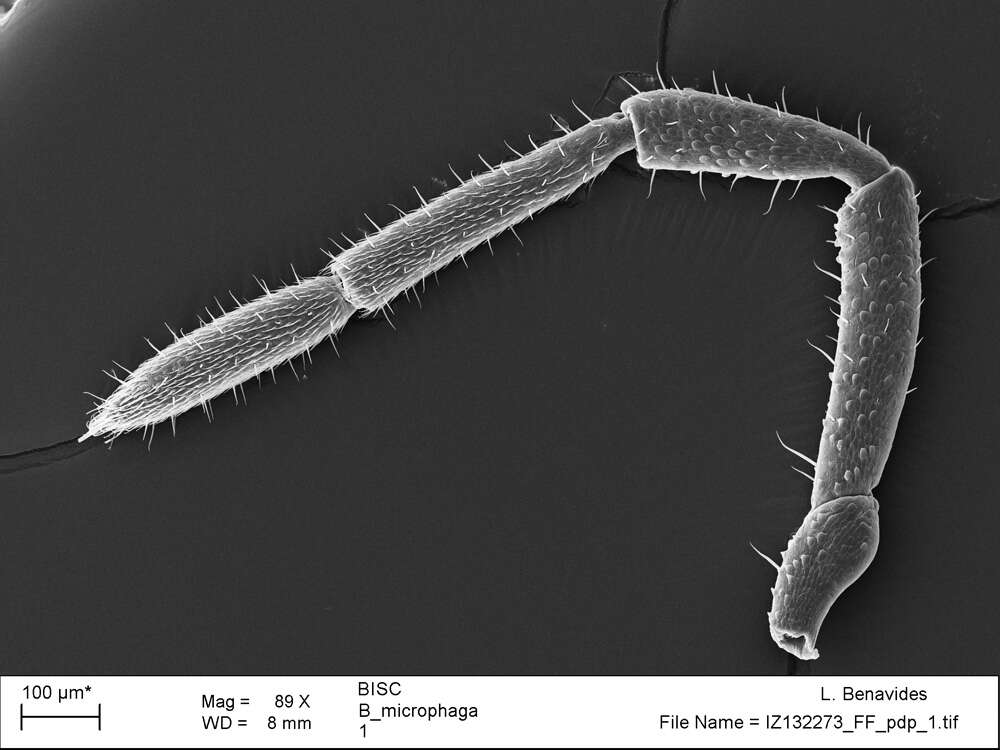 <i>Brasiliogovea microphaga</i> resmi