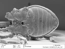 <i>Brasiliogovea microphaga</i> resmi