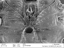 <i>Brasiliogovea microphaga</i> resmi