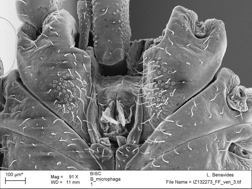 <i>Brasiliogovea microphaga</i> resmi