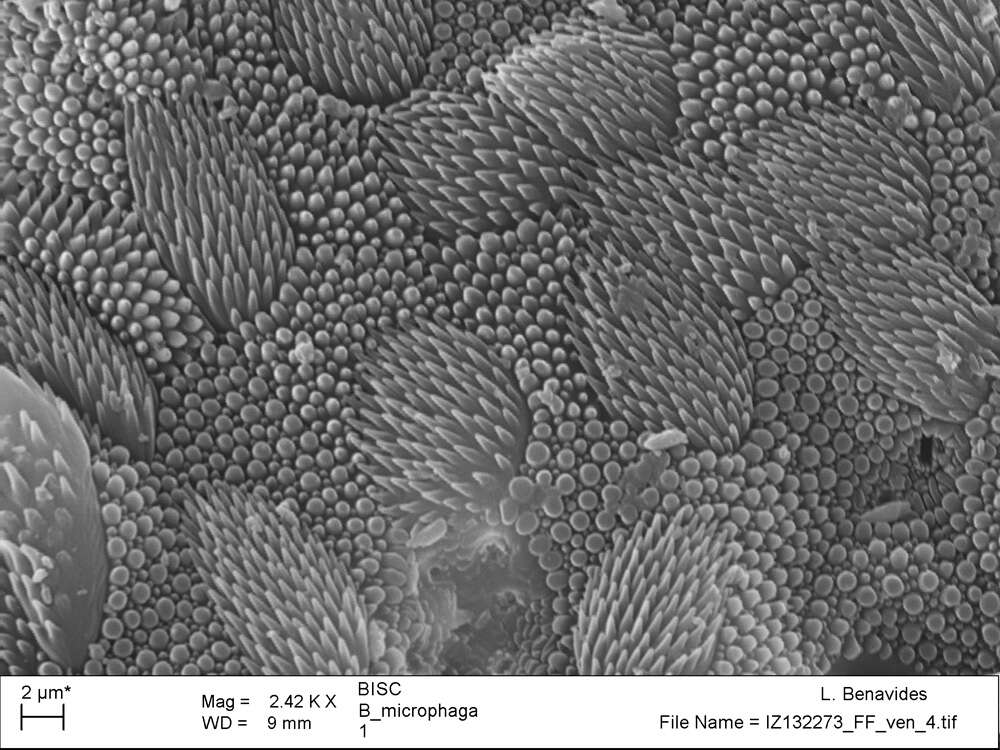 <i>Brasiliogovea microphaga</i> resmi