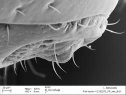 Image of <i>Brasiliogovea microphaga</i>