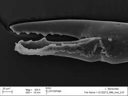 Image of <i>Brasiliogovea microphaga</i>