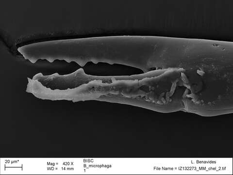 Image of <i>Brasiliogovea microphaga</i>