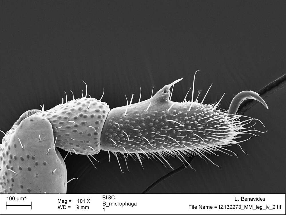 Image of <i>Brasiliogovea microphaga</i>