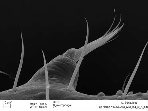 Image of <i>Brasiliogovea microphaga</i>