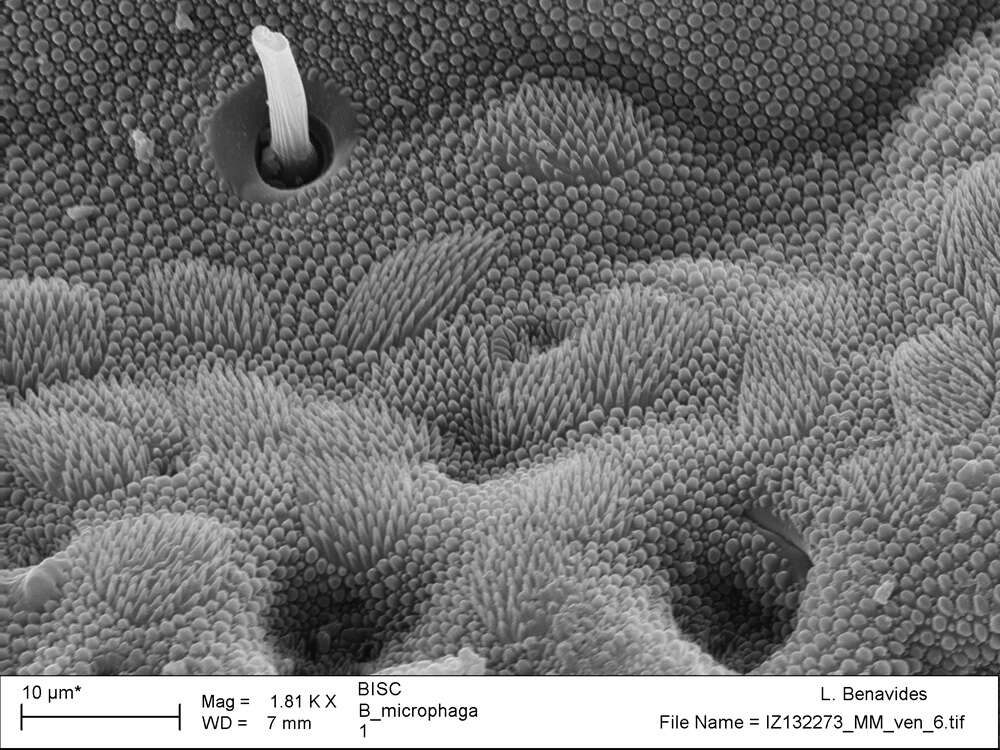 <i>Brasiliogovea microphaga</i> resmi