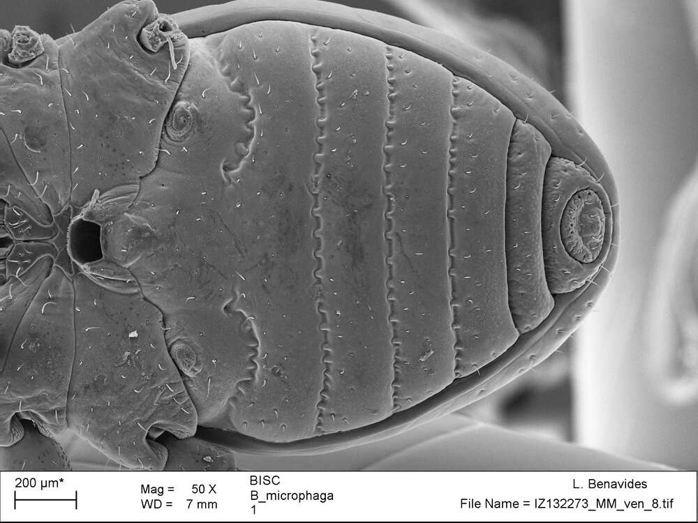 <i>Brasiliogovea microphaga</i> resmi