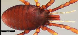 Image of <i>Huitaca boyacaensis</i>