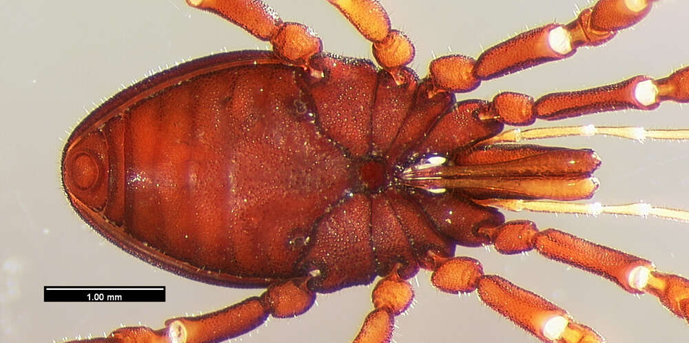 Image of <i>Huitaca boyacaensis</i>