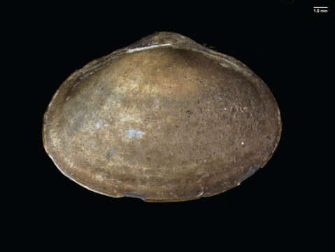 Image of Grooved Fingernail Clam