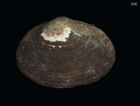 Image of Grooved Fingernail Clam