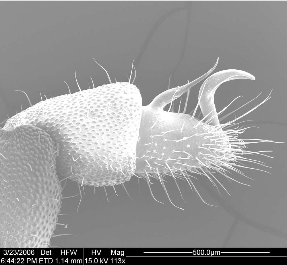 Image of <i>Huitaca ventralis</i>