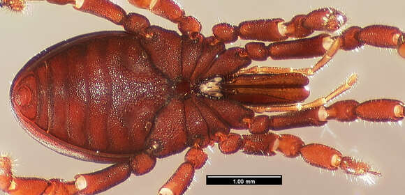 Image of <i>Huitaca ventralis</i>