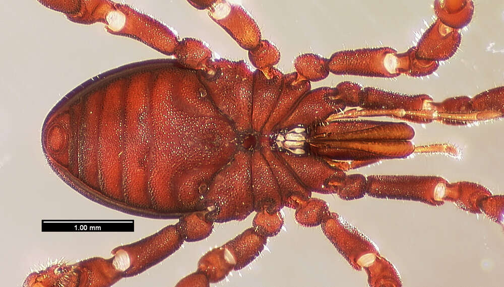 Image of <i>Huitaca ventralis</i>