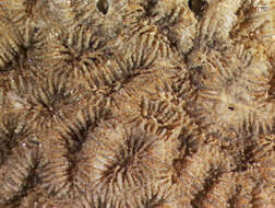 Image of Golfball Coral