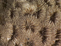 Image of Golfball Coral