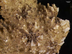 Image of Echinopora Lamarck 1816