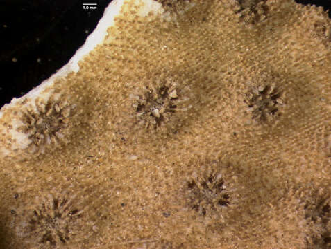 Image of Hedgehog Coral