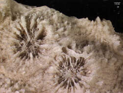 Image of Echinopora Lamarck 1816